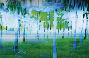 Norbert Schäfer Trees 16